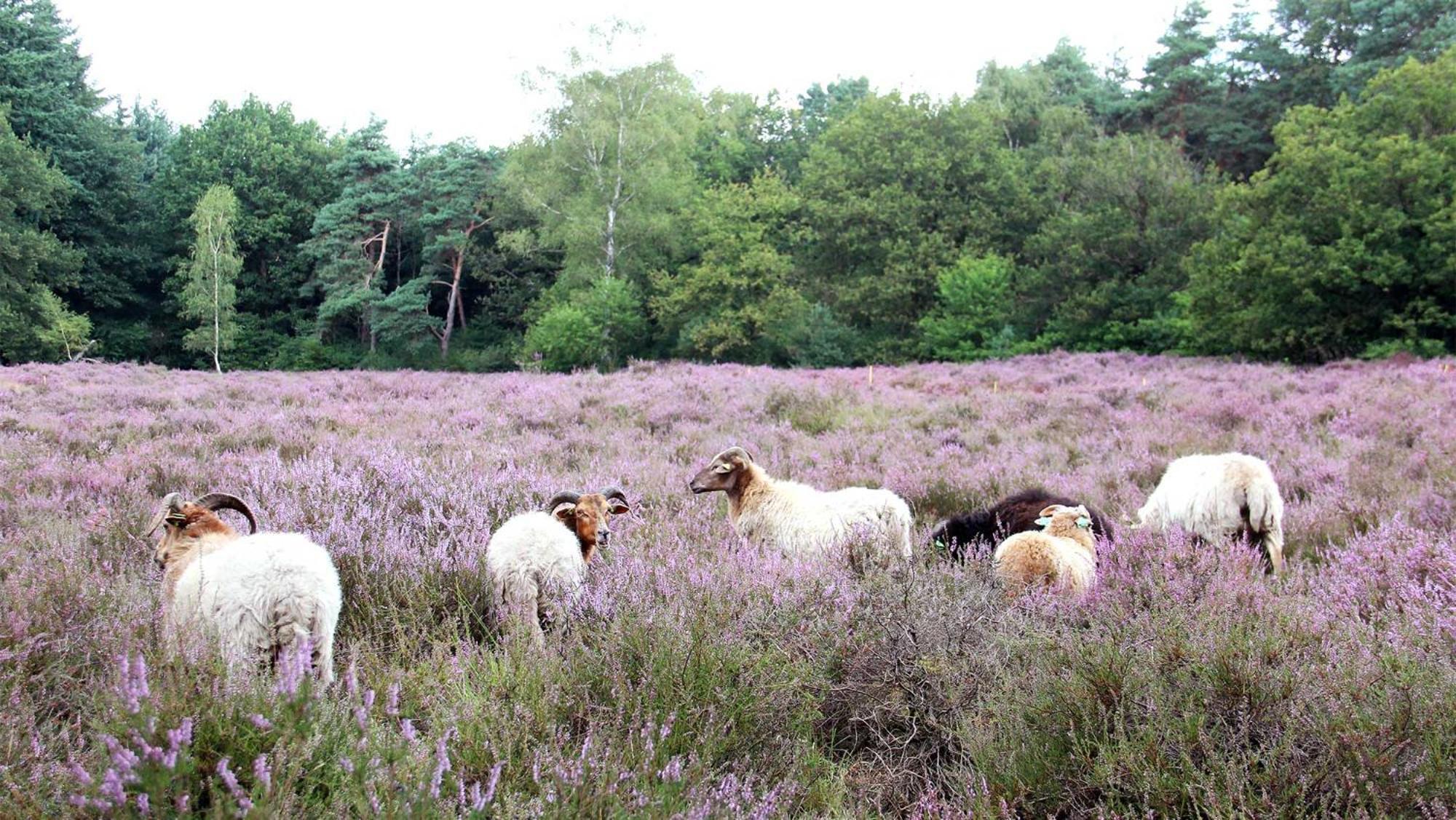 Molecaten Park Landgoed Ginkelduin Parco vacanze